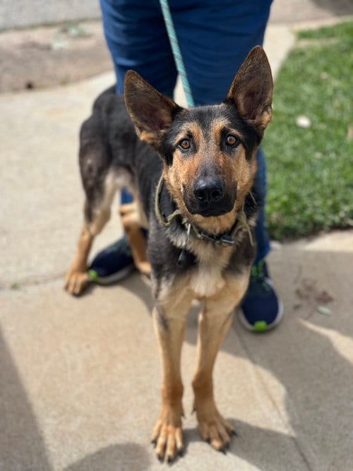 Photo of Berlin, adoptable German Shepherd Dog in Dana Point, California
