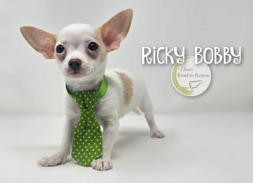 Photo of Ricky Bobby, adoptable Chihuahua in Benton, Louisiana