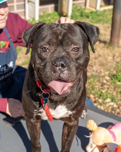 Photo of Clyde, adoptable dog in Chamblee, Georgia