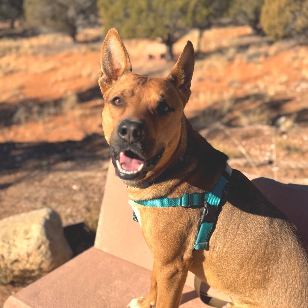 Photo of Whiskey Pete, adoptable Shepherd, German / Terrier, American Staffordshire in Kanab, Utah