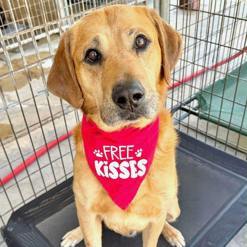 Photo of Brutus, adoptable Retriever, Labrador / Mixed Breed (Large) in Phoenix, Maryland