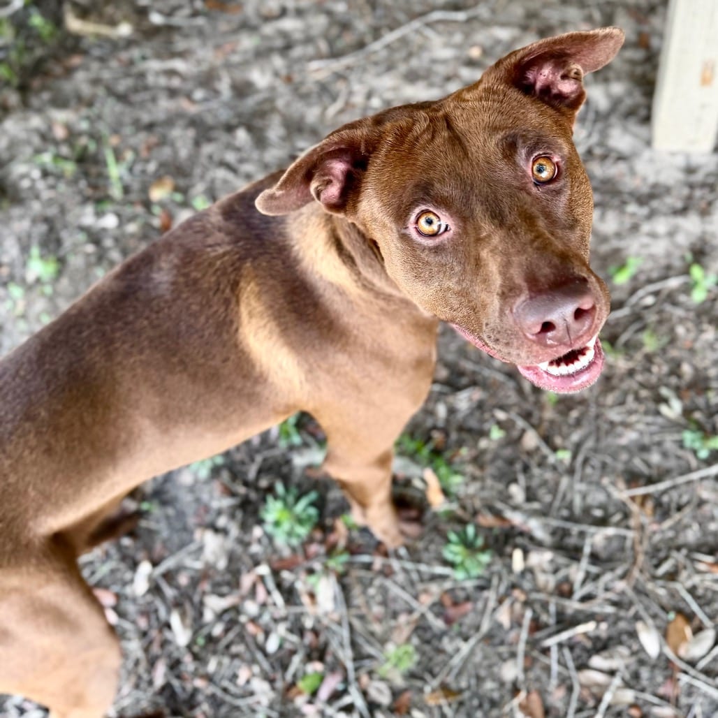 Photo of Radiator, adoptable Mixed Breed (Large) in Milton, Florida