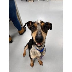 Photo of Taz, adoptable Mixed Breed (Medium) in Maumee, Ohio