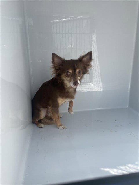 Photo of Papi, adoptable Chihuahua in Houston, Texas