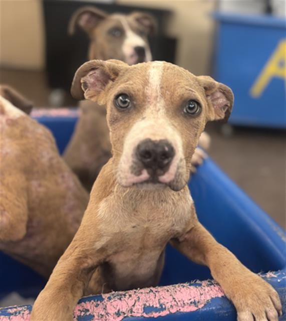 Photo of Jam, adoptable Mixed Breed