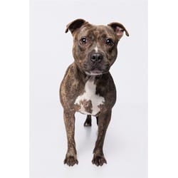 Photo of Lincoln, adoptable American Staffordshire Terrier in Doral, Florida