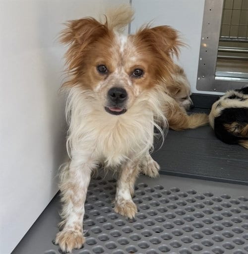 Photo of Picaso, adoptable Chihuahua in San Bernardino, California