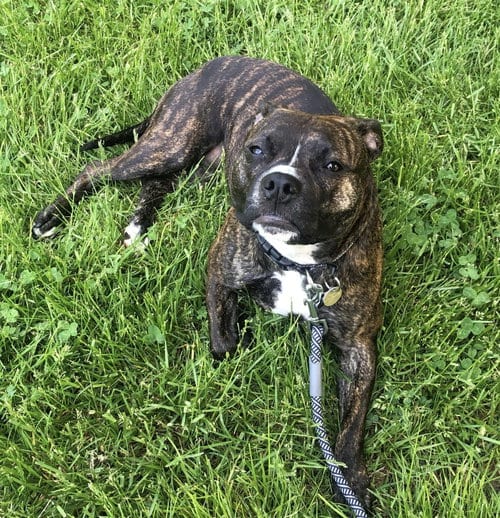 Photo of Izzy, adoptable Pit Bull Terrier in Lakemore, Ohio