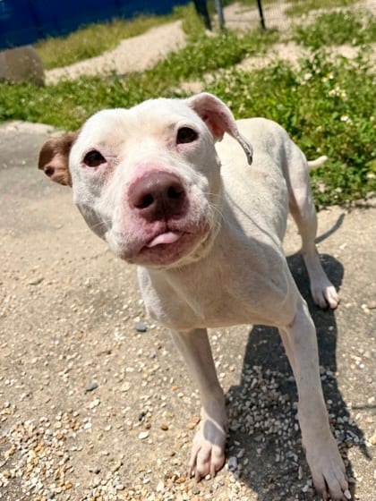 Photo of Nerissa, adoptable Terrier in New Orleans, Louisiana