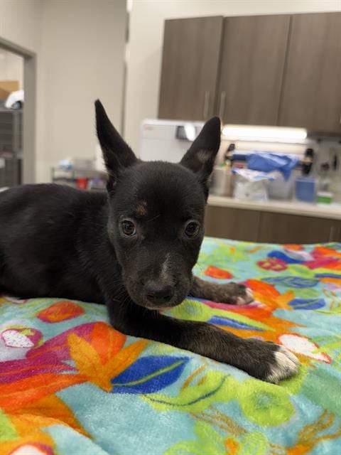 Photo of Barbacoa, adoptable German Shepherd Dog in Baytown, Texas