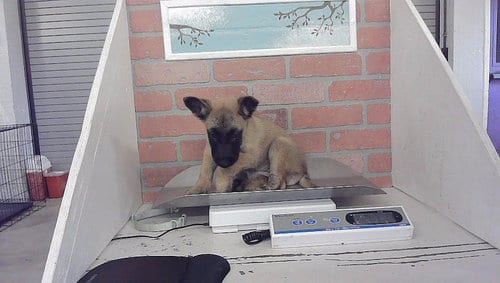 Photo of Eve, adoptable Belgian Shepherd Malinois in Houston, Texas
