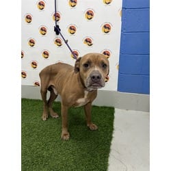 Photo of Bruce, adoptable Mixed Breed (Medium) in Land O'Lakes, Florida