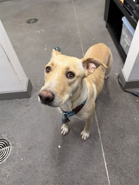 Photo of Dawsyn, adoptable American Pit Bull Terrier in Mesa, Arizona