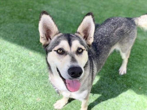 Photo of Stacy, adoptable Husky in San Pedro, California