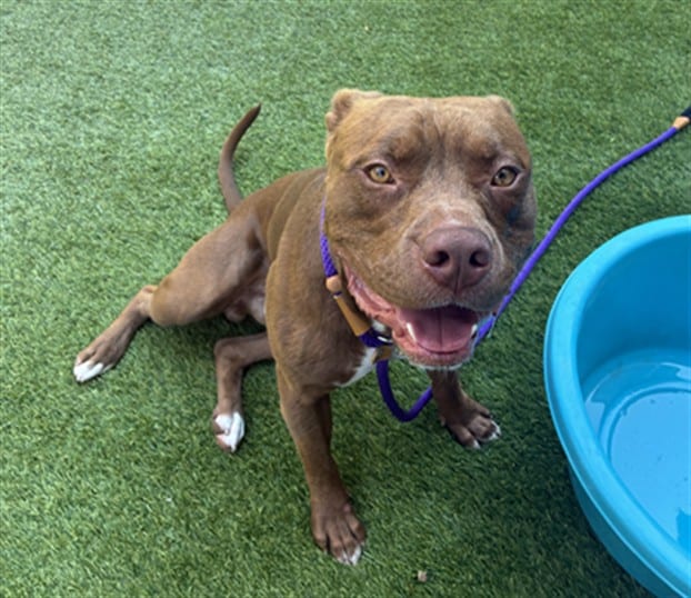 Photo of Reginald, adoptable Pit Bull Terrier in San José, California