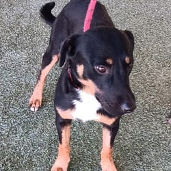 Photo of Donovan 2042, adoptable Jack Russell Terrier Mixed Breed (Medium) in Loxahatchee, Florida