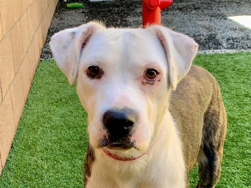 Photo of Zelda, adoptable Pit Bull Terrier in Moreno Valley, California