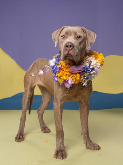 Photo of Nami, adoptable dog in Atlanta, Georgia