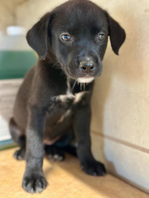 Photo of BP Cloud, adoptable Labrador Retriever in San Diego, California