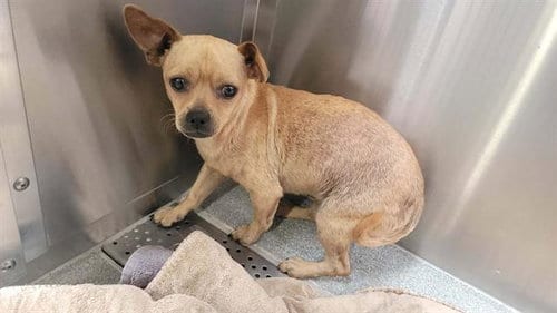 Photo of Evan, adoptable Chihuahua in Orange, California