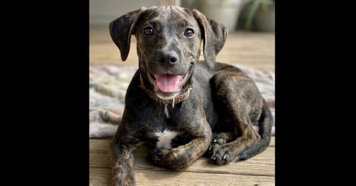 Photo of Addie, adoptable Labrador Retriever in Grovertown, Indiana