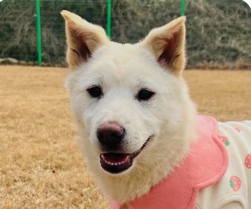 Photo of Molly, adoptable Jindo (Korean) in San Ramon, California