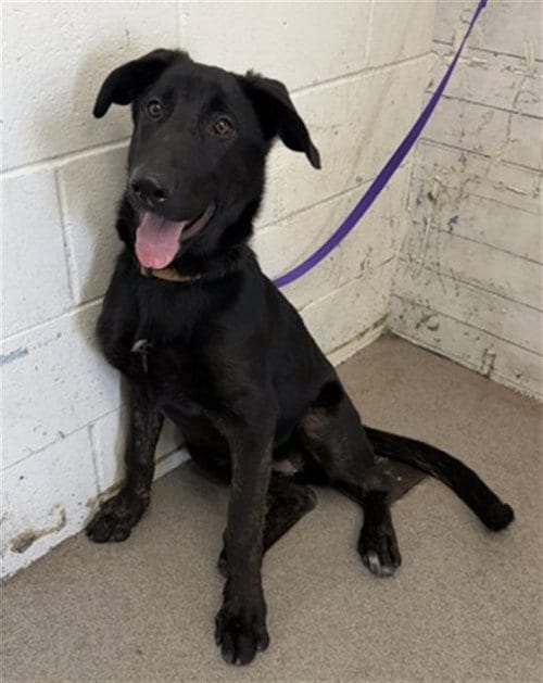 Photo of Linda, adoptable Labrador Retriever in San Bernardino, California