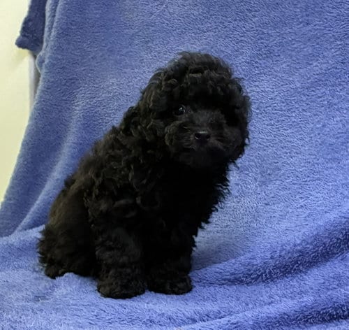 Photo of Raisin, adoptable Poodle (Miniature) in Cumming, Georgia