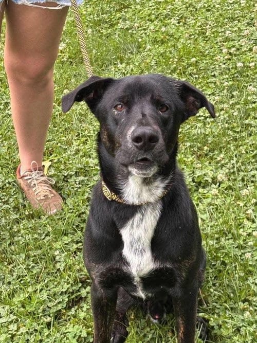 Photo of Brooks, adoptable Labrador Retriever in Livonia, Michigan