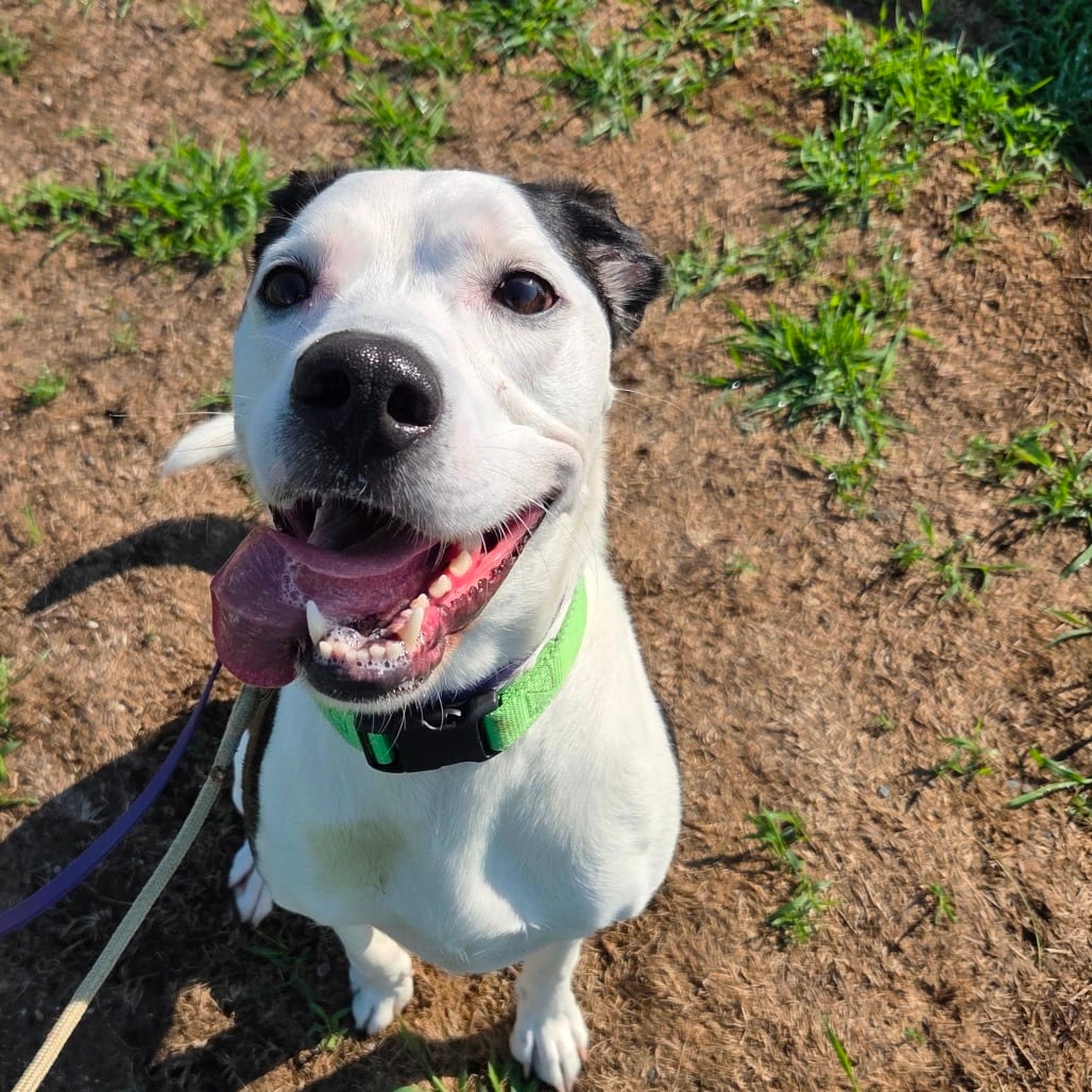 Photo of Gracie, adoptable Mixed Breed (Medium) in Ballston Spa, New York