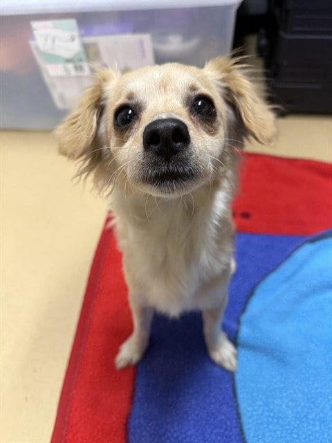 Photo of Tulip, adoptable Chihuahua in Chula Vista, California