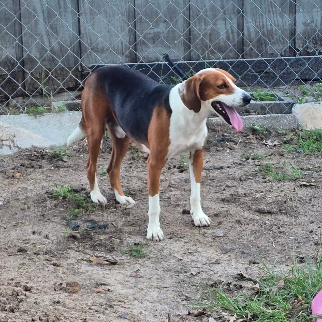 Photo of Buck, adoptable Beagle in Hinesville, Georgia