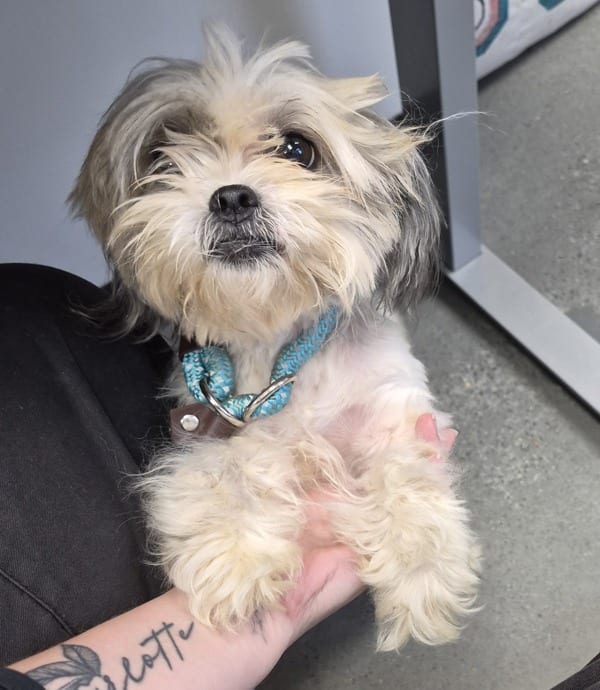 Photo of Daisy, adoptable Maltese cross in Lawrenceville, Georgia