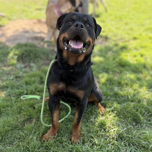 Photo of Tito, adoptable Rottweiler in Modesto, California