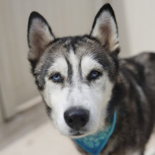 Photo of Rocky, adoptable Husky in San Antonio, Texas