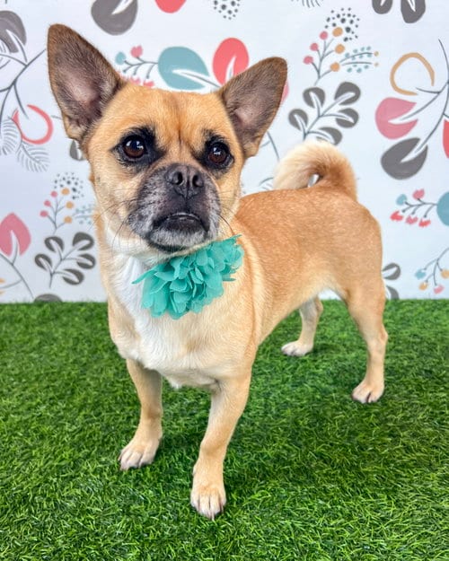 Photo of Lola, adoptable Pug in Corona, California