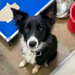 Photo of River, adoptable Border Collie in Stephenville, Texas