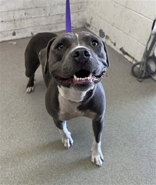 Photo of Violet, adoptable Pit Bull Terrier in San Bernardino, California