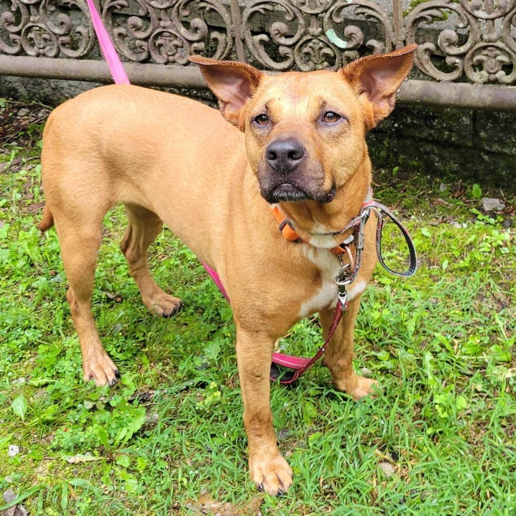 Photo of Sky, adoptable Carolina Dog in Crossville, Tennessee