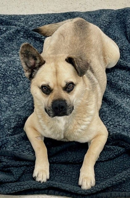Photo of Toby, adoptable Shepherd/Mix in Bakersfield, California