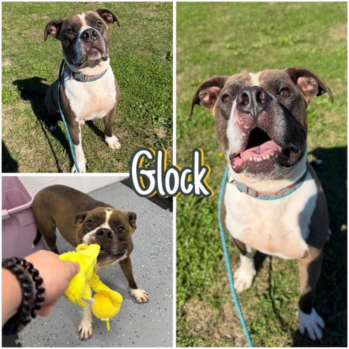 Photo of Glock, adoptable American Staffordshire Terrier in Pierceton, Indiana