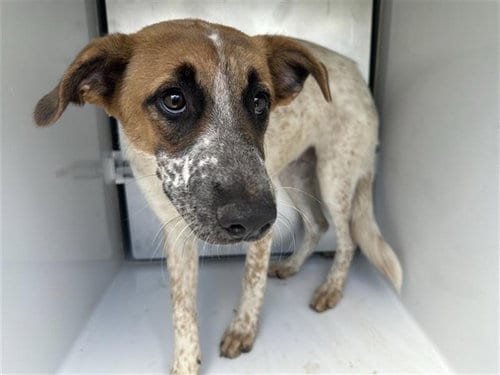 Photo of A663195, adoptable Australian Cattle Dog/Blue Heeler in Houston, Texas