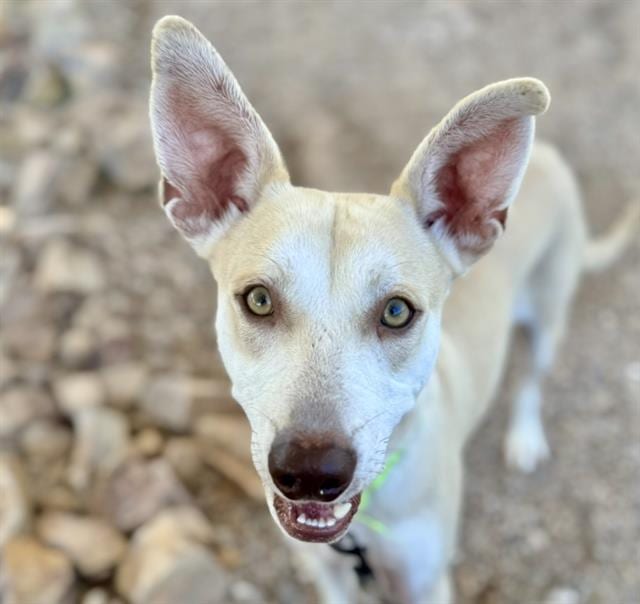 Photo of Maxwell, adoptable dog