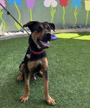 Photo of Toby, adoptable Rottweiler in Van Nuys, California