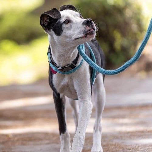 Photo of Wyle (Emmy Pup), adoptable Boxer in San Diego, California