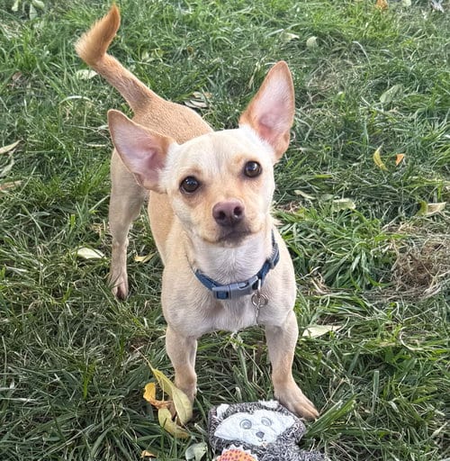 Photo of Authentic Lil Mr Apollochi = FUN, adoptable Chihuahua in Albuquerque, New Mexico