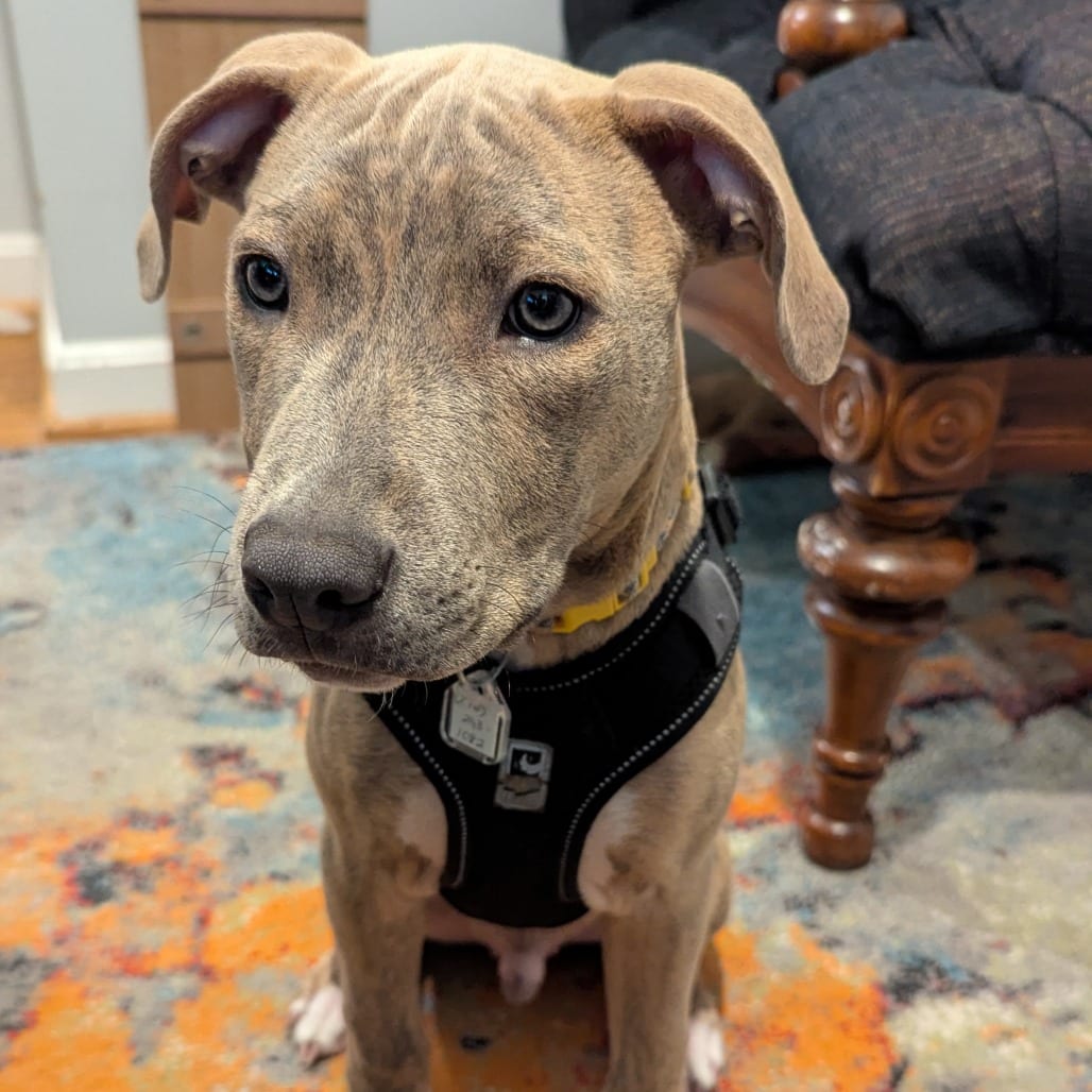 Photo of Miami Puppy - Sunshine, adoptable Hound / Terrier, Pit Bull in Fairfax Station, Virginia