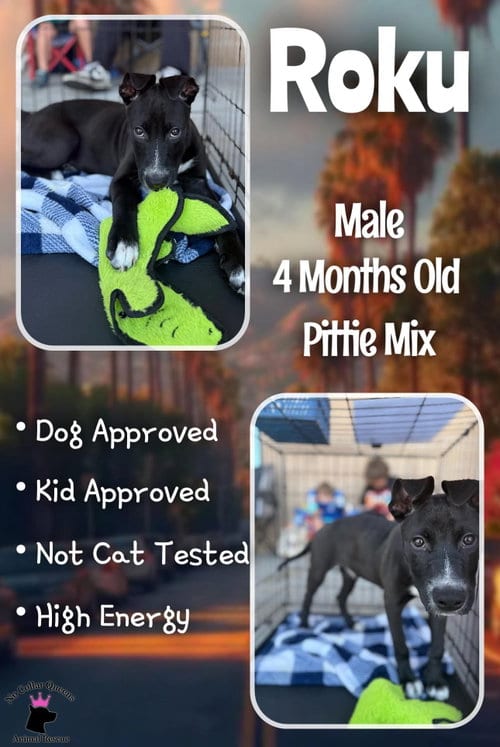 Photo of Roku, adoptable Pit Bull Terrier in Jacksonville, North Carolina