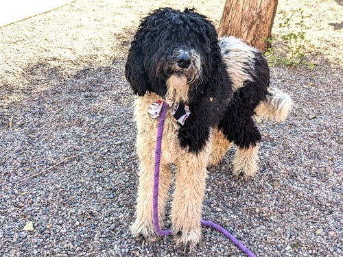 Photo of Elvis, adoptable Poodle (Standard) in Phoenix, Arizona