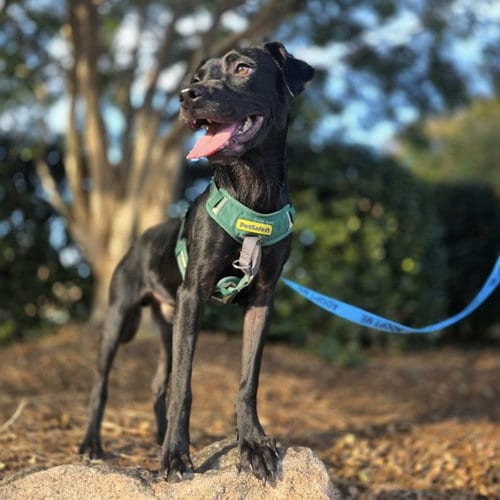 Photo of Moss, adoptable Labrador Retriever in Spring Lake, North Carolina